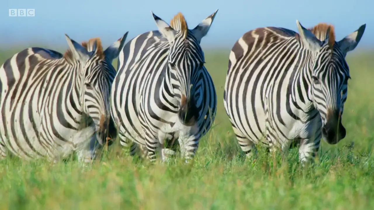 Grant's zebra (Equus quagga boehmi) as shown in The Mating Game - Grasslands: In Plain Sight